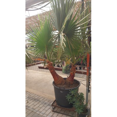 PALMERA WASHINTONIA C80