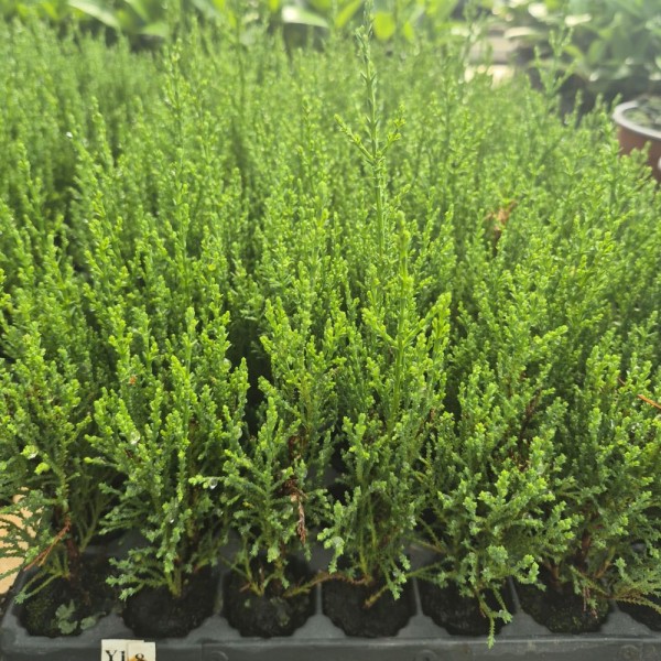 ¿Necesitas comprar ciprés sempervirens totem? Visita nuestro catálogo