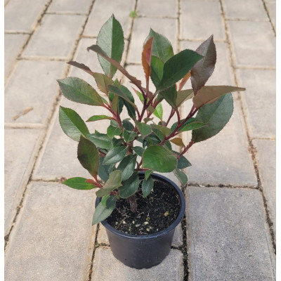 PHOTINIA RED ROBIN MACETA C9