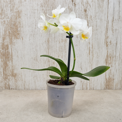 PHALAENOPSIS MINI MIX + AQUA C6 HM MACETA 6 CM | El Huerto Deitana ®