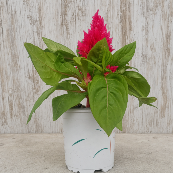 CELOSIA ARGENTEA PLUMOSA 0.54 | El Huerto Deitana ®