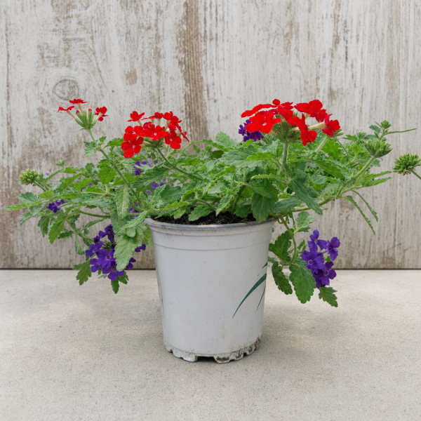 VERBENA HYBRIDA SEMI-REPENS 0.54L (RASTRERA) MACETA 0.54 LIT | El Huerto Deitana ®