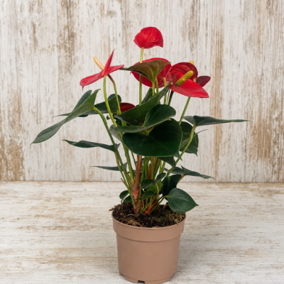 ANTHURIUM ( ANDREANUM GRP ) MIXED XL-FLOWERS C12 HM MACETA 1 | El Huerto Deitana ®