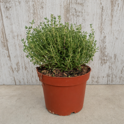 TOMILLO THYMUS VULGARI MACETA 14 CM | El Huerto Deitana ®