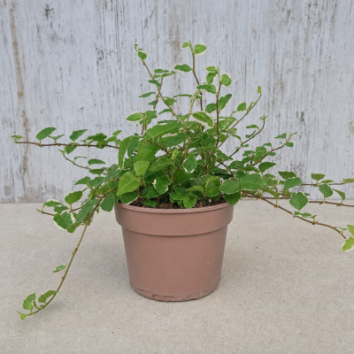 FICUS SUNNY C10 MACETA 10 CM | El Huerto Deitana ®