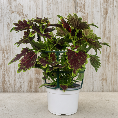 SOLENOSTEMON SCUTELLAROIDES 1.6L (COLEUS ESQUEJE) MACETA 1.6 | El Huerto Deitana ®