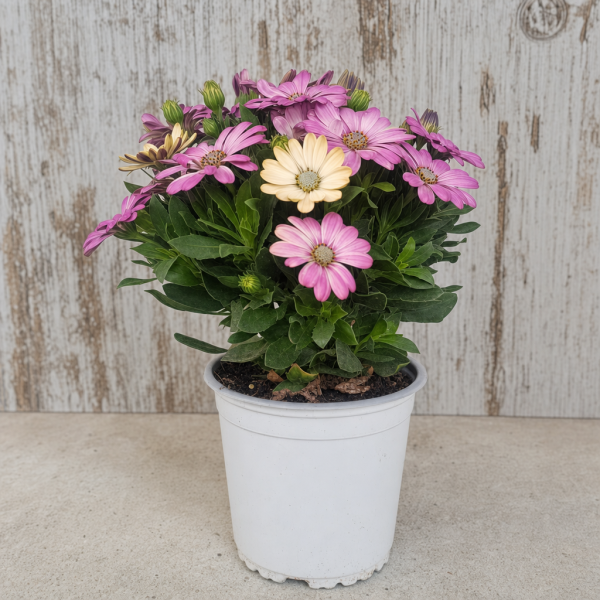 OSTEOSPERMUM ECKLONIS 1L (DIMORPHOTECA) MACETA 1 LITRO | El Huerto Deitana ®