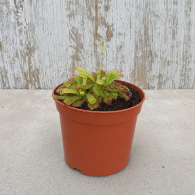 DROSERA MIX C8.5 HM MACETA 8 CM | El Huerto Deitana ®
