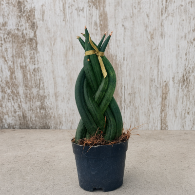 SANSEVIERA MACETA 9 CM | El Huerto Deitana ®