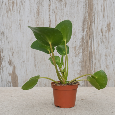 PILEA | El Huerto Deitana ®