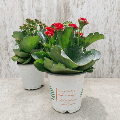 KALANCHOE BLOSSFELDIANA (DOBLE) 0.54L MACETA 0.54 LITROS | El Huerto Deitana ®