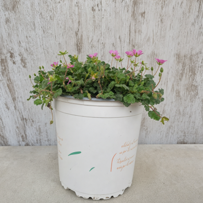 ERODIUM MACETA 1 LITRO | El Huerto Deitana ®