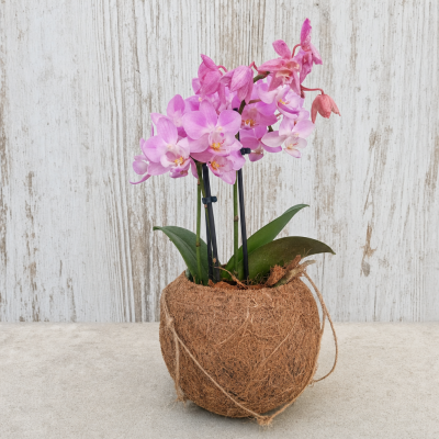 PHALAENOPSIS MINI KOKODAMA BASKET C12 HM MACETA 12 CM | El Huerto Deitana ®