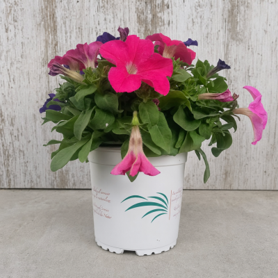 PETUNIA HYBRIDA 1.6L (GRANDIFLORA) MACETA 1.6 LITROS | El Huerto Deitana ®