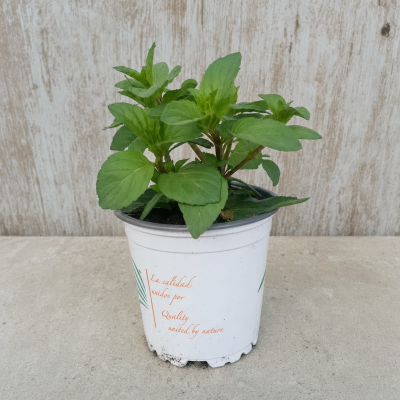 MENTHA SPICATA CHOCOLATE (PEPERMINT) 0.54 | El Huerto Deitana ®