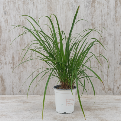 CH062-0155ME+414NA CACHE-POT KAMA 15,5 CM 6PZ SCOTTISH WHITE | El Huerto Deitana ®