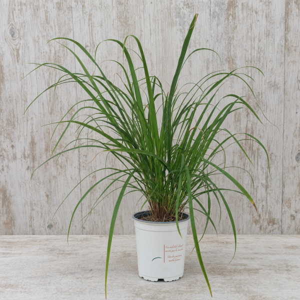 CH062-0155ME+414NA CACHE-POT KAMA 15,5 CM 6PZ SCOTTISH WHITE | El Huerto Deitana ®
