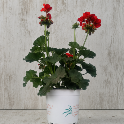 PELARGONIUM ZONALE 1.6 (GERANIO) | El Huerto Deitana ®