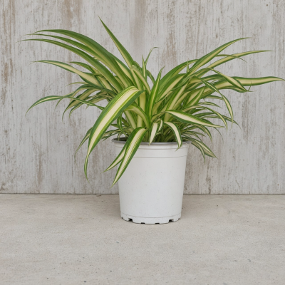 CHLOROPHYTUM COMOSUM CONT. 0.54 L (CINTAS) MACETA 0.54 LITRO | El Huerto Deitana ®