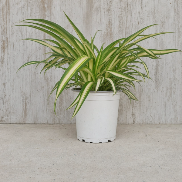 CHLOROPHYTUM COMOSUM CONT. 0.54 L (CINTAS) MACETA 0.54 LITRO | El Huerto Deitana ®