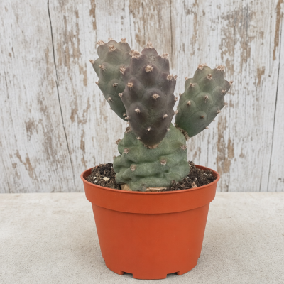 TEPHROCACTUS ARTICULATUS C8.5 HM MACETA 8 CM | El Huerto Deitana ®