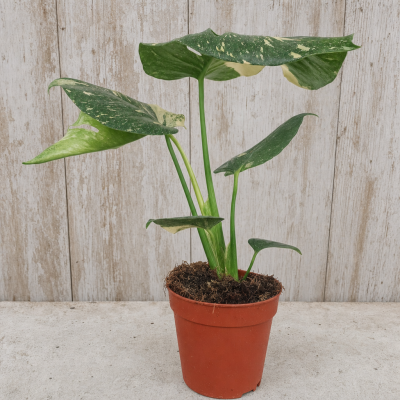 MONSTERA MIX C12 HM MACETA 12 CM | El Huerto Deitana ®
