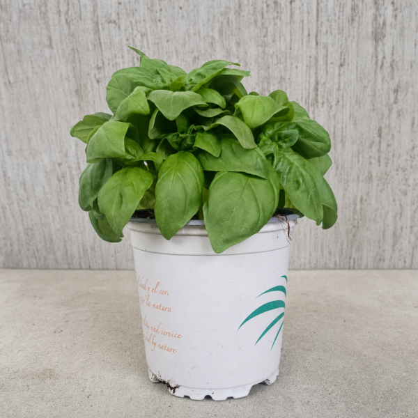 OCIMUM BASILICUM H GRANDE 0.54 (ALBAHACA) | El Huerto Deitana ®