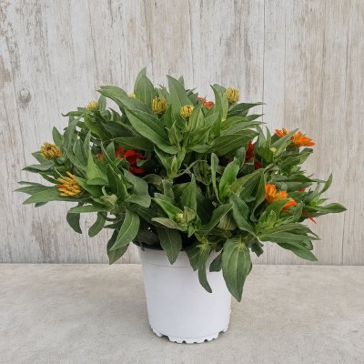 ZINNIA ELEGANS PROFUSSION FLOR DOBLE 1L MACETA 1 LITRO | El Huerto Deitana ®