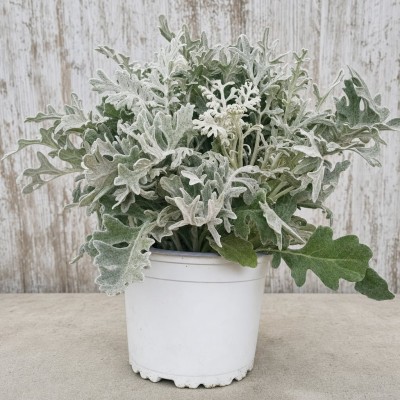 SENECIO HYBRIDUS CINERARIA 1L MACETA 1 LITRO | El Huerto Deitana ®