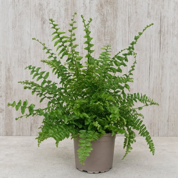 HELECHO NEPHROLEPIS EXALTATA MACETA 12 CM | El Huerto Deitana ®