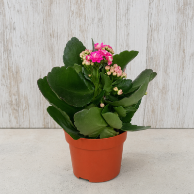 KALANCHOE MIX C10 MACETA 10 CM | El Huerto Deitana ®