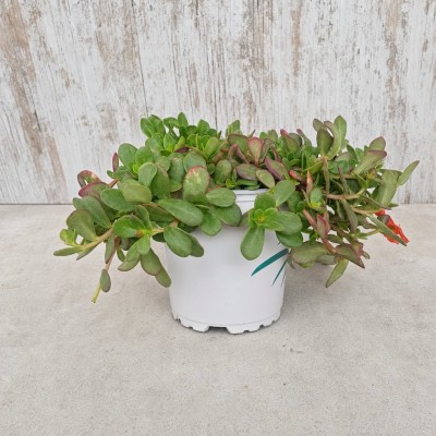 PORTULACA OLERACEA (VERDOLAGA) 0.54L MACETA 0.54 LITROS | El Huerto Deitana ®