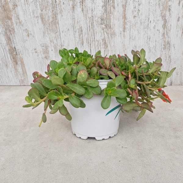 PORTULACA OLERACEA (VERDOLAGA) 0.54L MACETA 0.54 LITROS | El Huerto Deitana ®