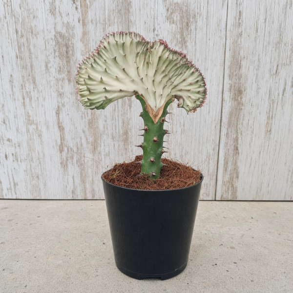 EUPHORBIA LACTEA MACETA 12 CM | El Huerto Deitana ®