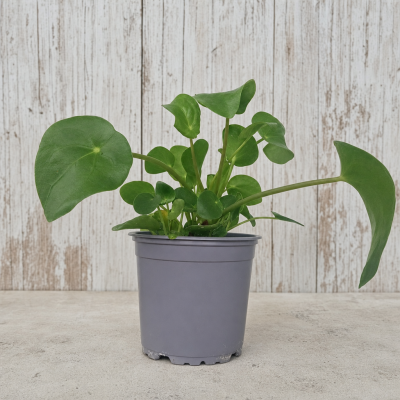 PILEA MACETA 8 CM | El Huerto Deitana ®