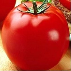 TOMATE PYRENO - Lote 9 uds.