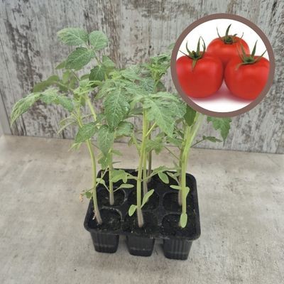 copy of PLANTAS DE TOMATE OPTIMA