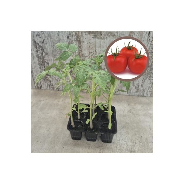 TOMATE PYRENO - Lote 9 uds.