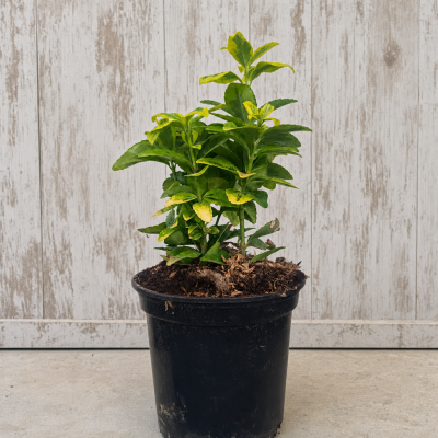 evónimo japonés dorado (Euonymus japonicus 'Aurea') en maceta de 14 cm