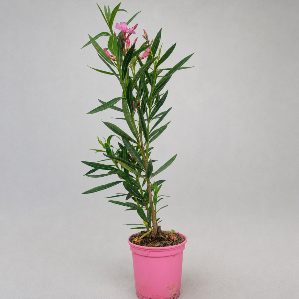 Adelfa rosa en maceta 14 cm | El Huerto Deitana
