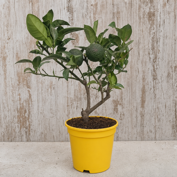 Yuzu en maceta 17 cm, citrus junos | El Huerto Deitana