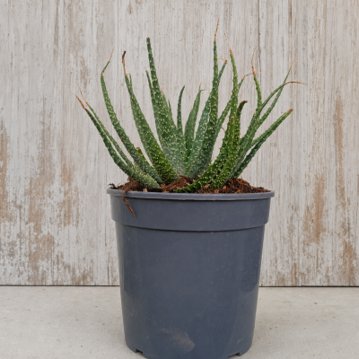Aloe arborescens en maceta 20 cm | El Huerto Deitana