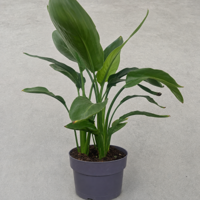 Strelitzia reginae en maceta 20 cm – Planta exótica | El