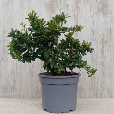 Piracanta amarilla en maceta 17 cm – Arbusto decorativo |