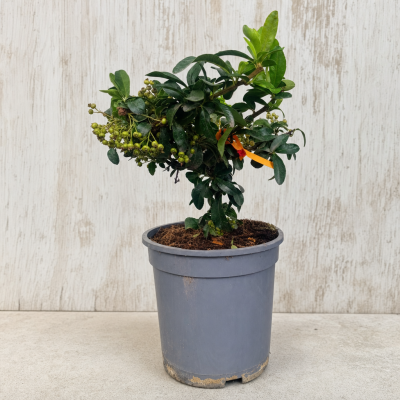 Piracanta naranja en maceta 17 cm para setos y jardín | El