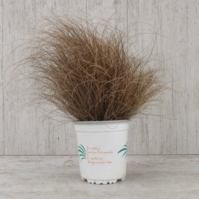 Carex comans bronze en maceta 1.6L – Gramínea ornamental |