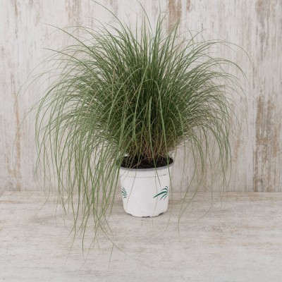 Muhlenbergia reverchonii en maceta 1.6L – Gramínea