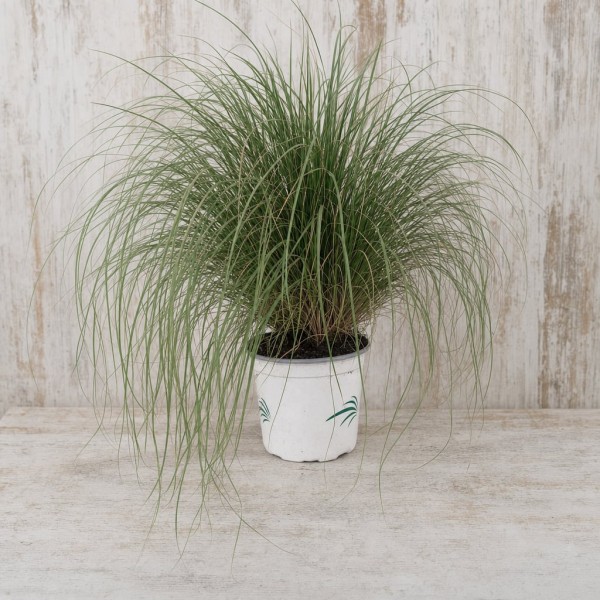 Muhlenbergia reverchonii en maceta 1.6L – Gramínea