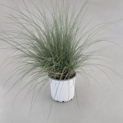 Muhlenbergia capillaris en maceta 1,6L – Césped ornamental
