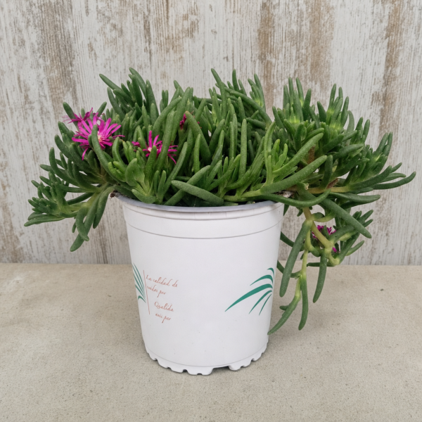 Delosperma cooperi en maceta 1 litro – Planta de hielo | El